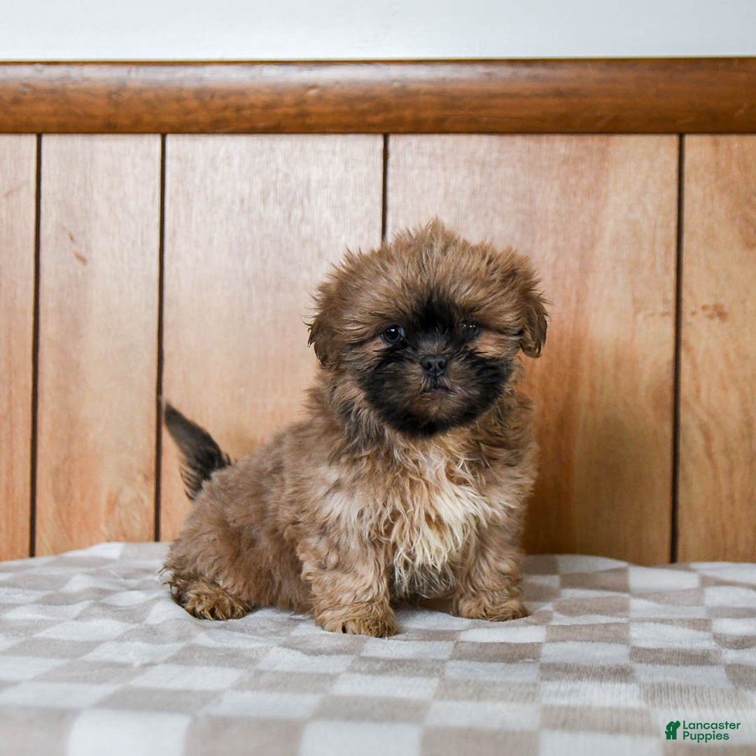 Teddy Bear dogs for sale: Cappuccino - Ad 1