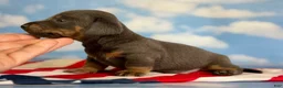 Miniature Dachshund dogs for sale: Akc Piston SH blue and tan DNA OFA  - Ad 5