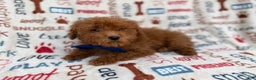 Miniature Poodle dogs for sale: Lego - Ad 3