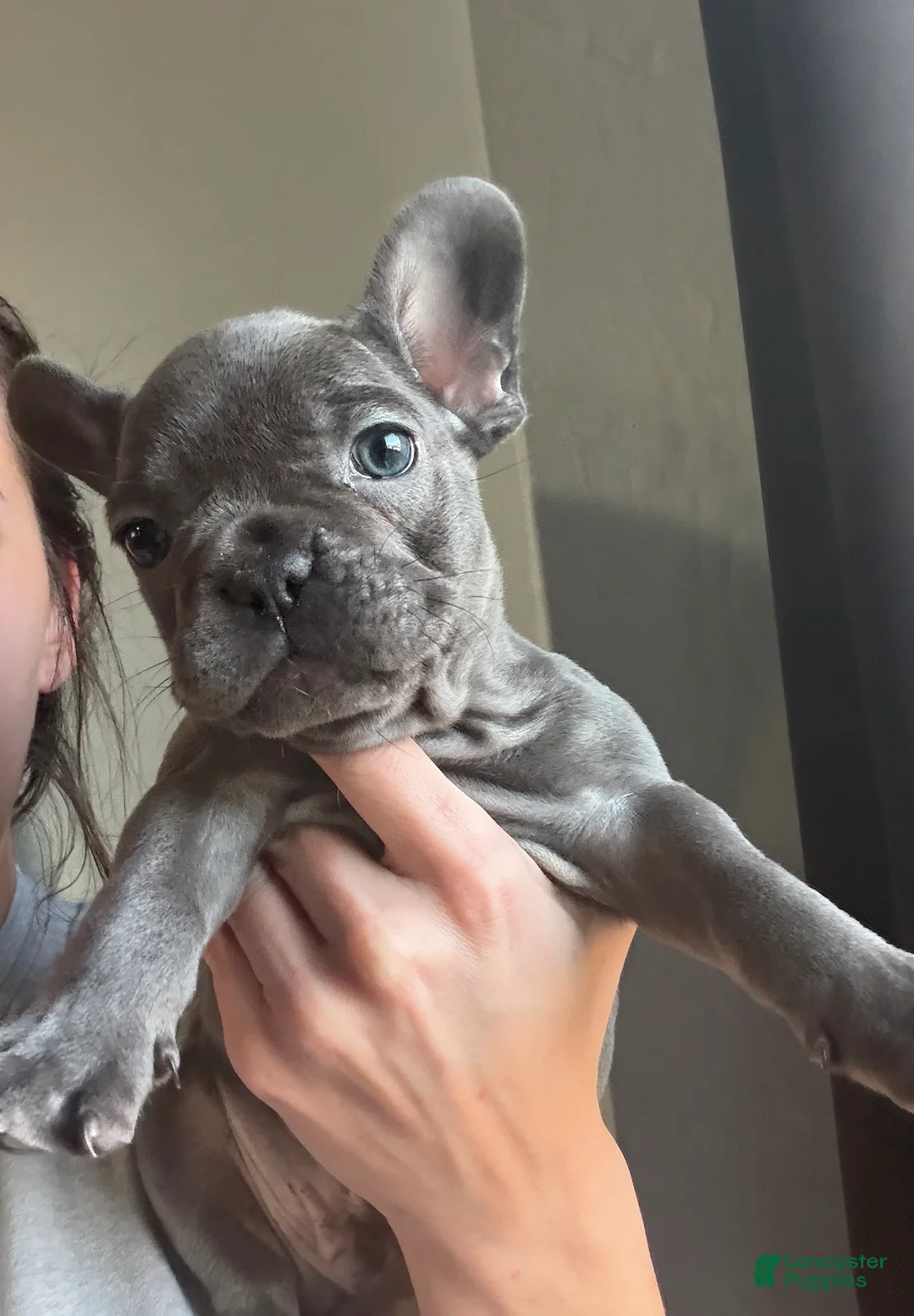 French Bulldog dogs for sale: Blaze - Ad 4