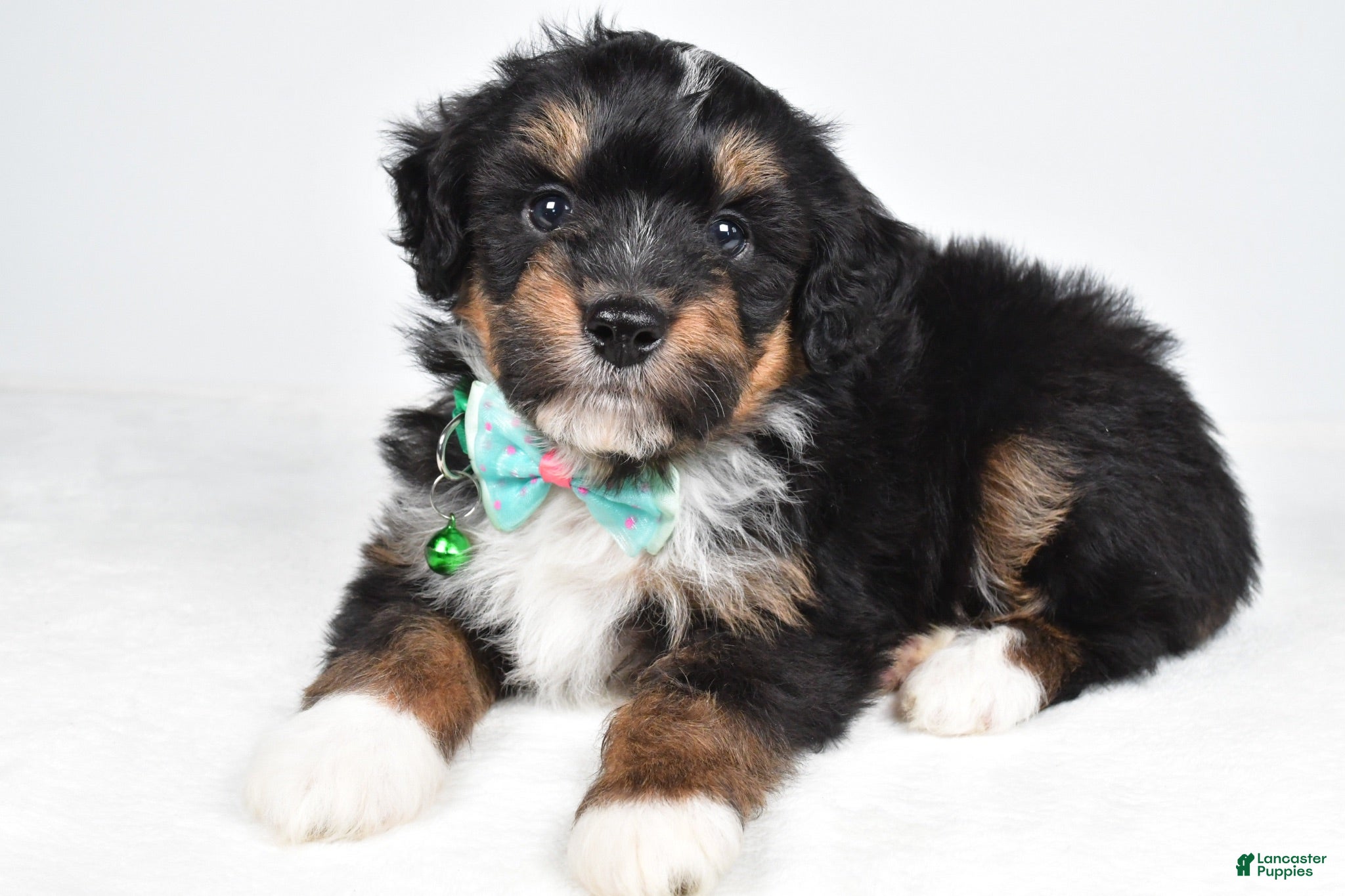 Mini Aussiedoodle dogs Gunner - Ad 1