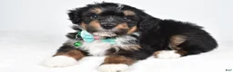 Mini Aussiedoodle dogs for sale: Gunner - Ad 1