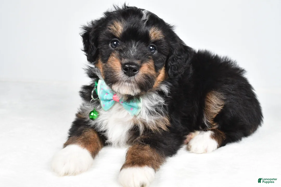 Mini Aussiedoodle dogs for sale: Gunner - Ad 1