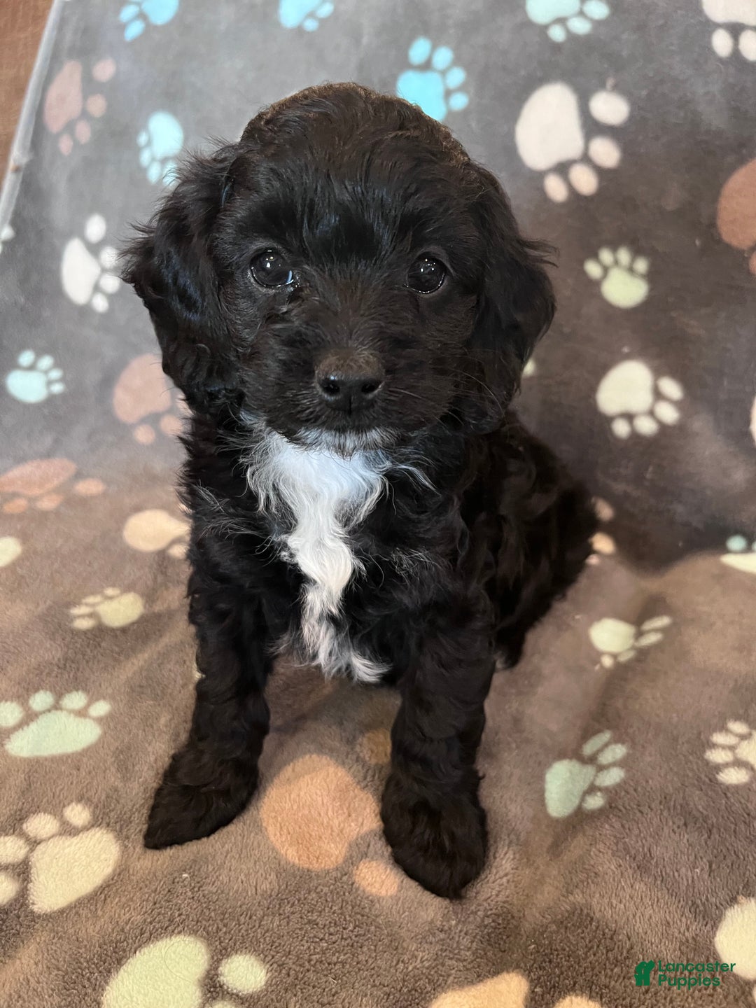 Cockapoo dogs for sale: Cockapoo Puppy 1 - Ad 10