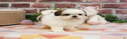 Shih Tzu dogs for sale: Freckles  - Ad 2