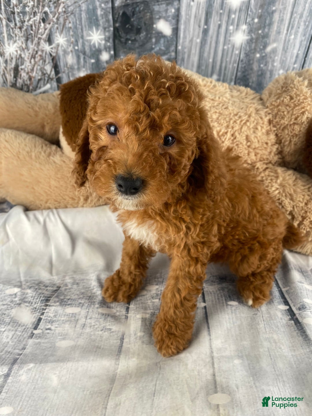 Miniature Poodle dogs for sale: Harley - Ad 3