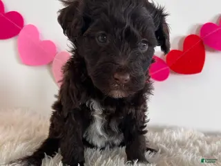 Portuguese Water Dog dogs Sugar - Ad 42