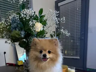 Pomeranian dogs Luna - Ad 1