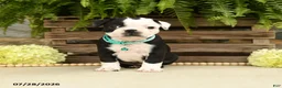 Boston Terrier dogs for sale: Tanner - Ad 3