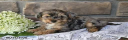 Yorkiepoo dogs for sale: Oscar - Ad 4