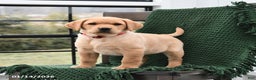 Labrador Retriever dogs for sale: Lilac - Ad 1