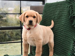 Labrador Retriever dogs Lilac - Ad 4