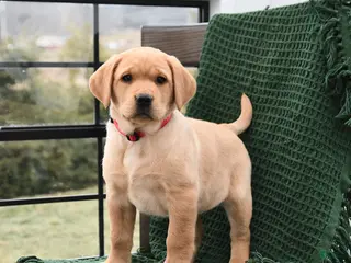 Labrador Retriever dogs Lilac - Ad 31