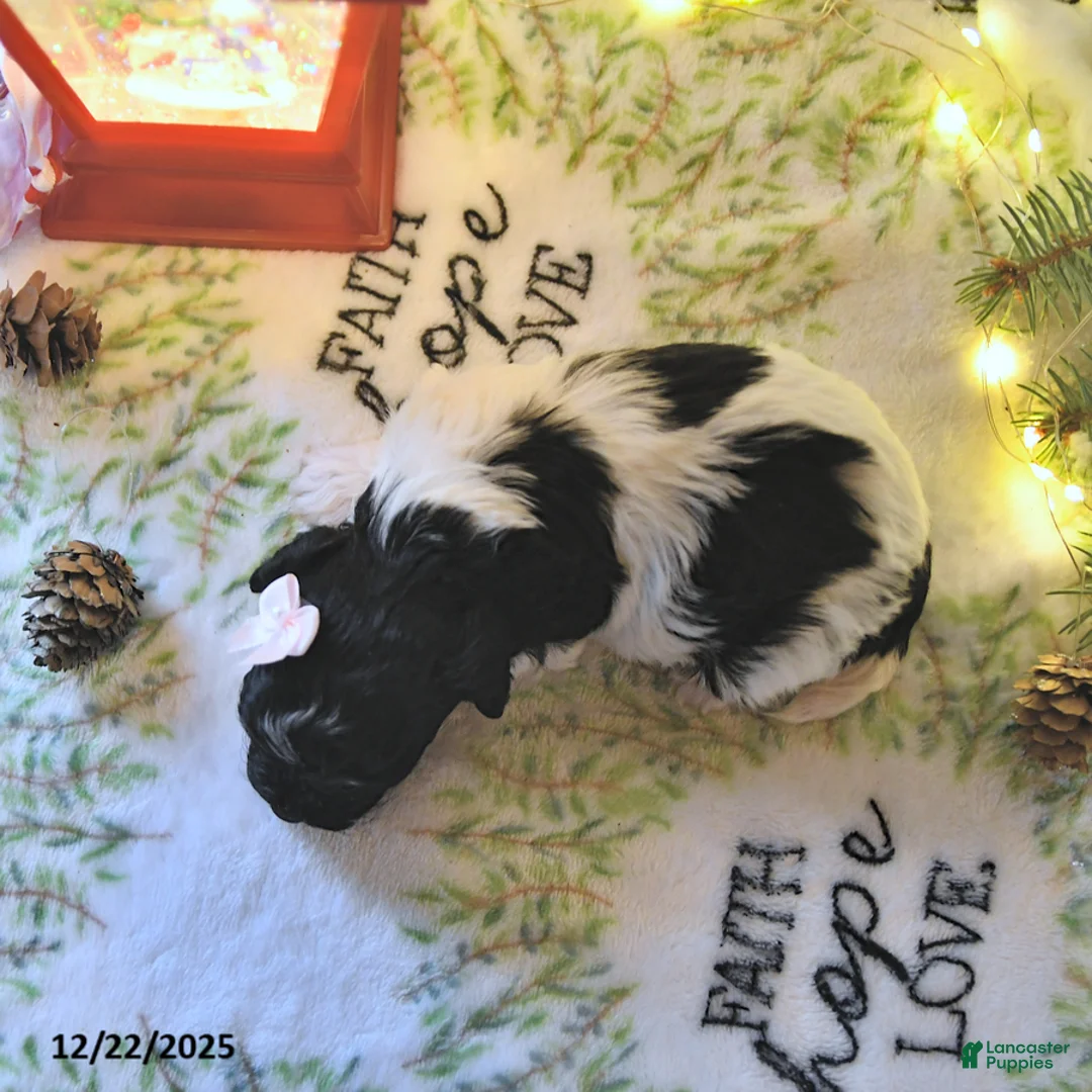 Havapoo dogs for sale: Ember - Ad 14