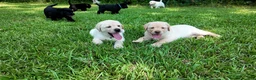 Labrador Retriever dogs for sale: Red - AKC English Lab - Ad 8