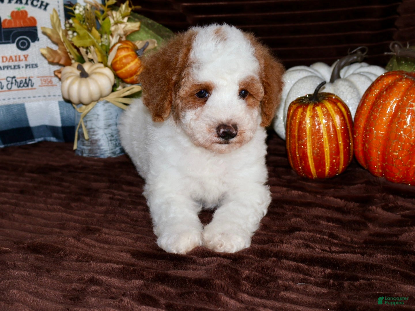Mini Goldendoodle dogs Mini Goldendoodle 1 - Ad 2