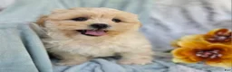 Shihpoo dogs for sale: Marshmallow - Ad 17