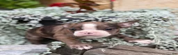 Boston Terrier dogs for sale: Kenny - Ad 5