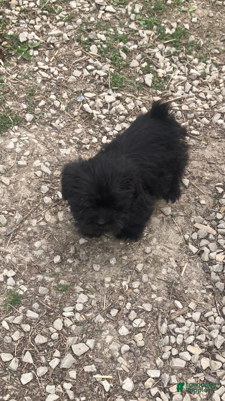Mixed Breed dogs for sale: Mixed Breed Puppy 3 - Ad 4