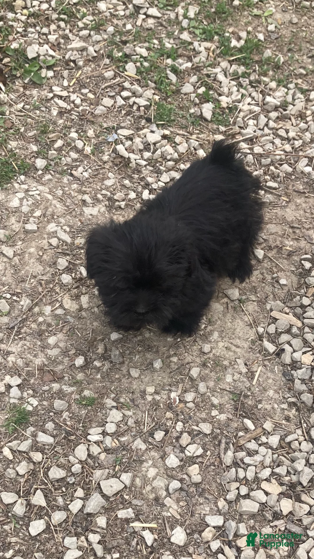 Mixed Breed dogs for sale: Mixed Breed Puppy 3 - Ad 1
