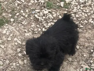 Mixed Breed dogs for sale: Mixed Breed Puppy 3 - Ad 4