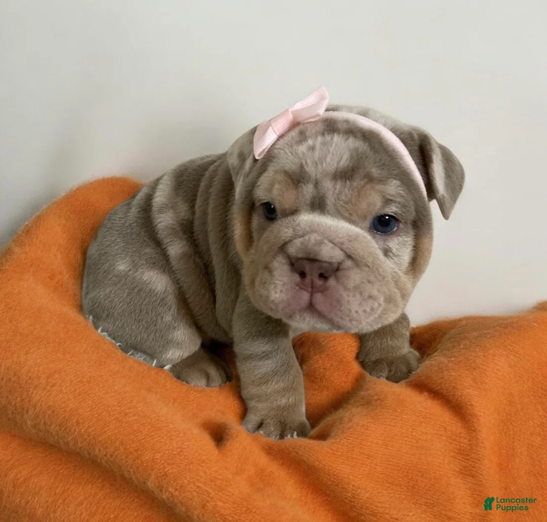 English Bulldog dogs for sale: River - Ad 1