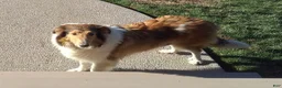 Collie dogs for sale: Millie - Ad 5