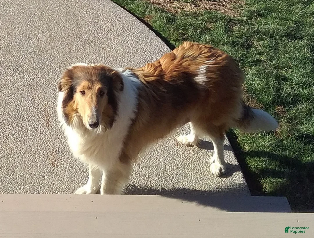 Collie dogs for sale: Millie - Ad 5