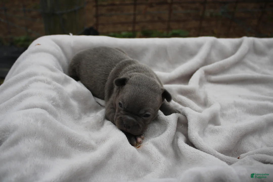 Frenchton dogs for sale: Alfie - Ad 1