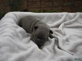 Frenchton dogs for sale: Alfie - Ad 3