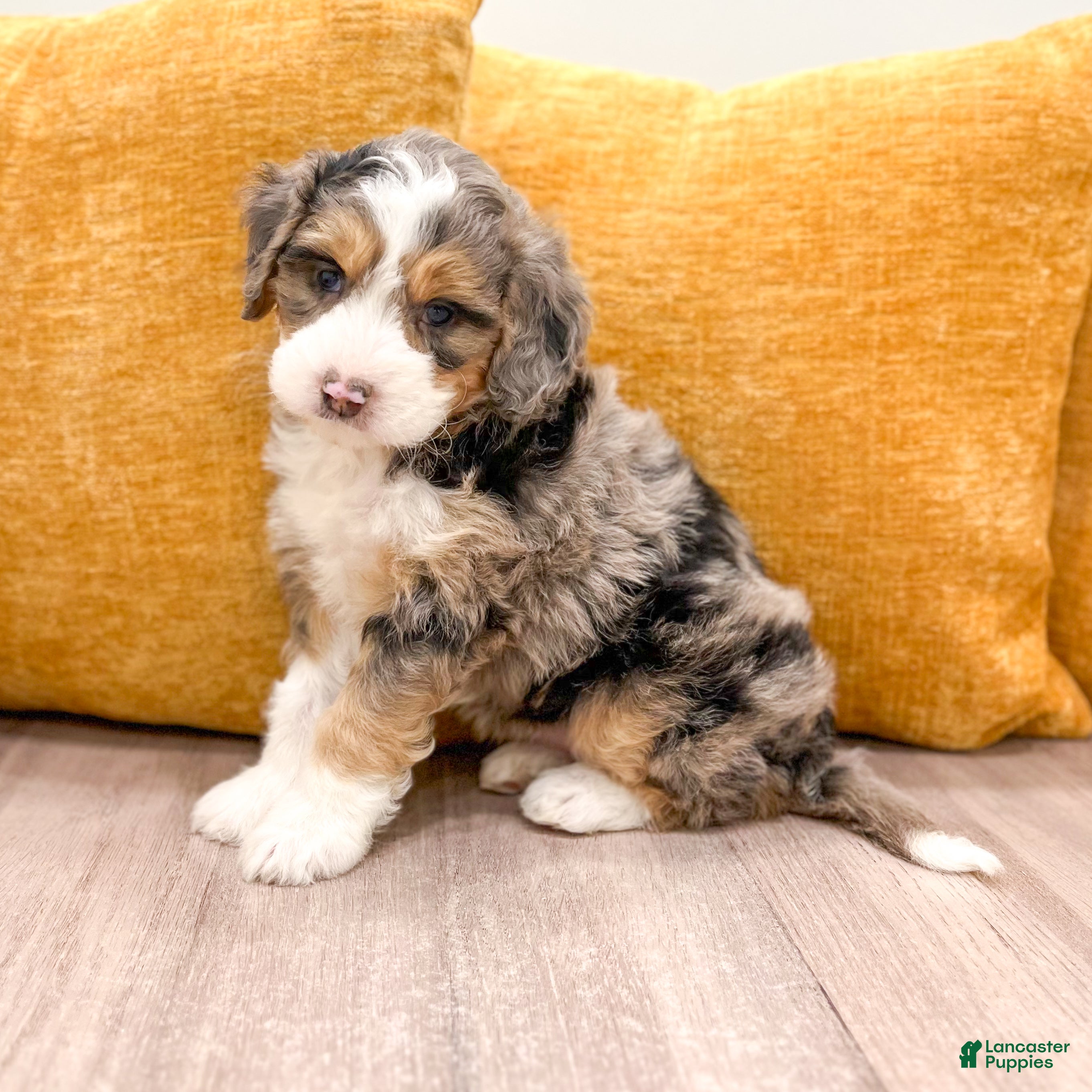 Mini Bernedoodle dogs for sale: Scarlett - Ad 1