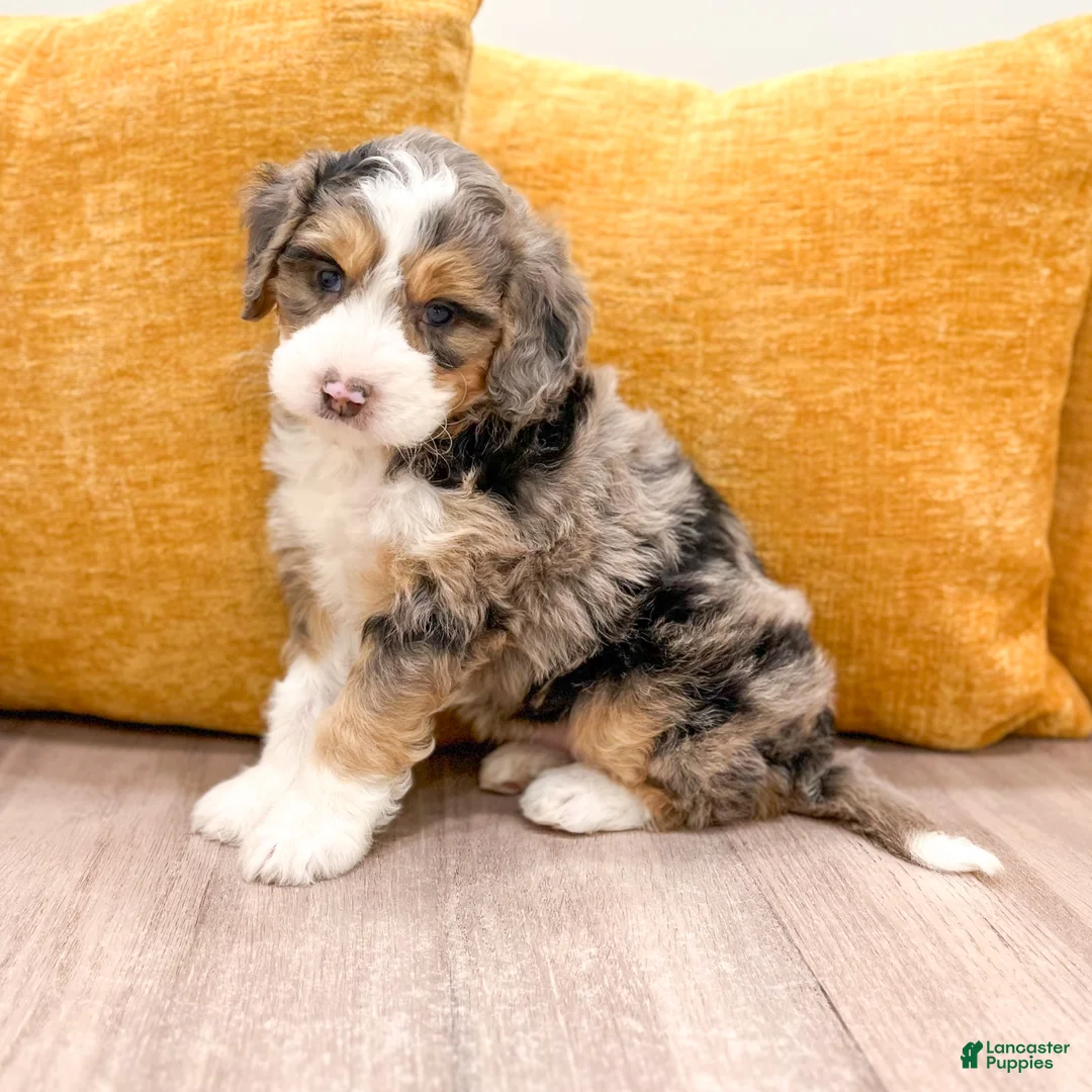 Mini Bernedoodle dogs for sale: Scarlett - Ad 1