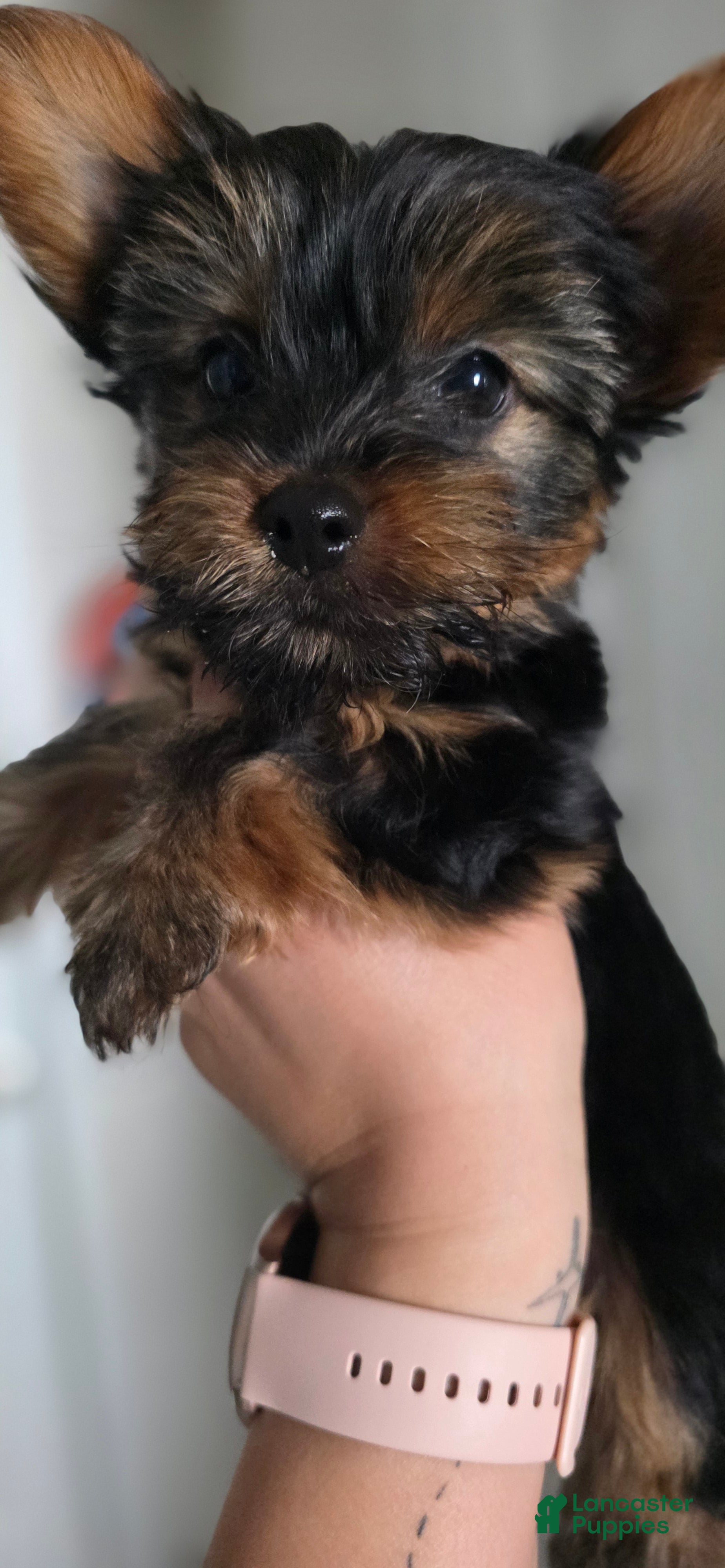 Yorkshire Terrier dogs Gambit - Ad 22