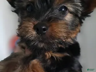Yorkshire Terrier dogs Gambit - Ad 22