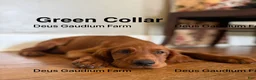 Irish Setter dogs for sale: MacGuffin - Ad 3