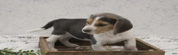 Beagle dogs for sale: Smoky - Ad 2
