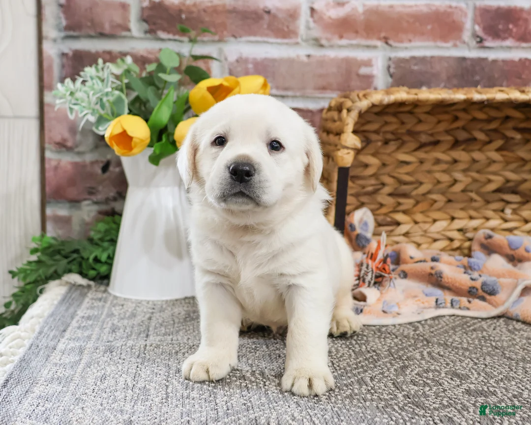 Labrador Retriever dogs for sale: Jake  - Ad 5