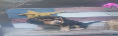 Obie