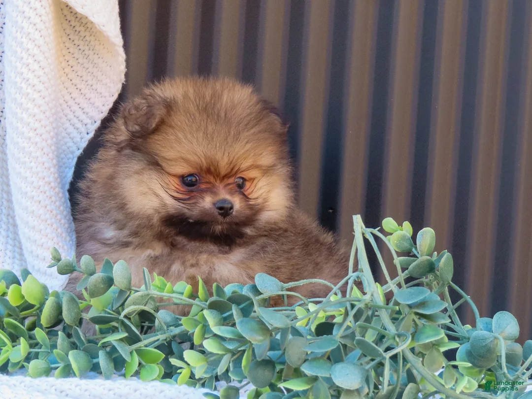 Pomeranian dogs for sale: Pepper 🐶 - Ad 2