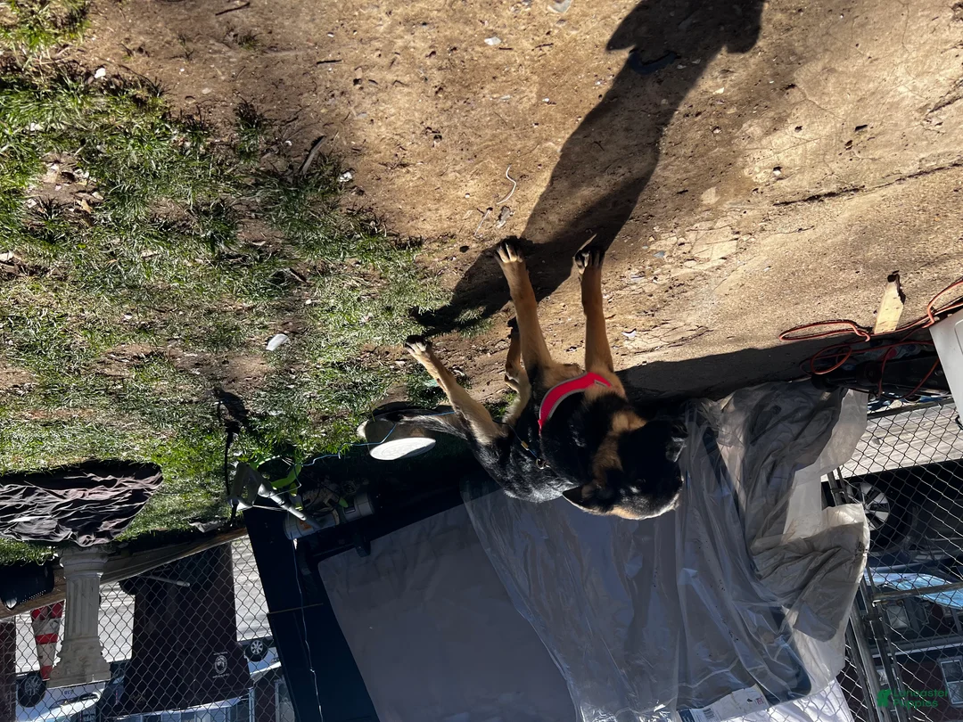 German Shepherd dogs for sale: Chary - Ad 2