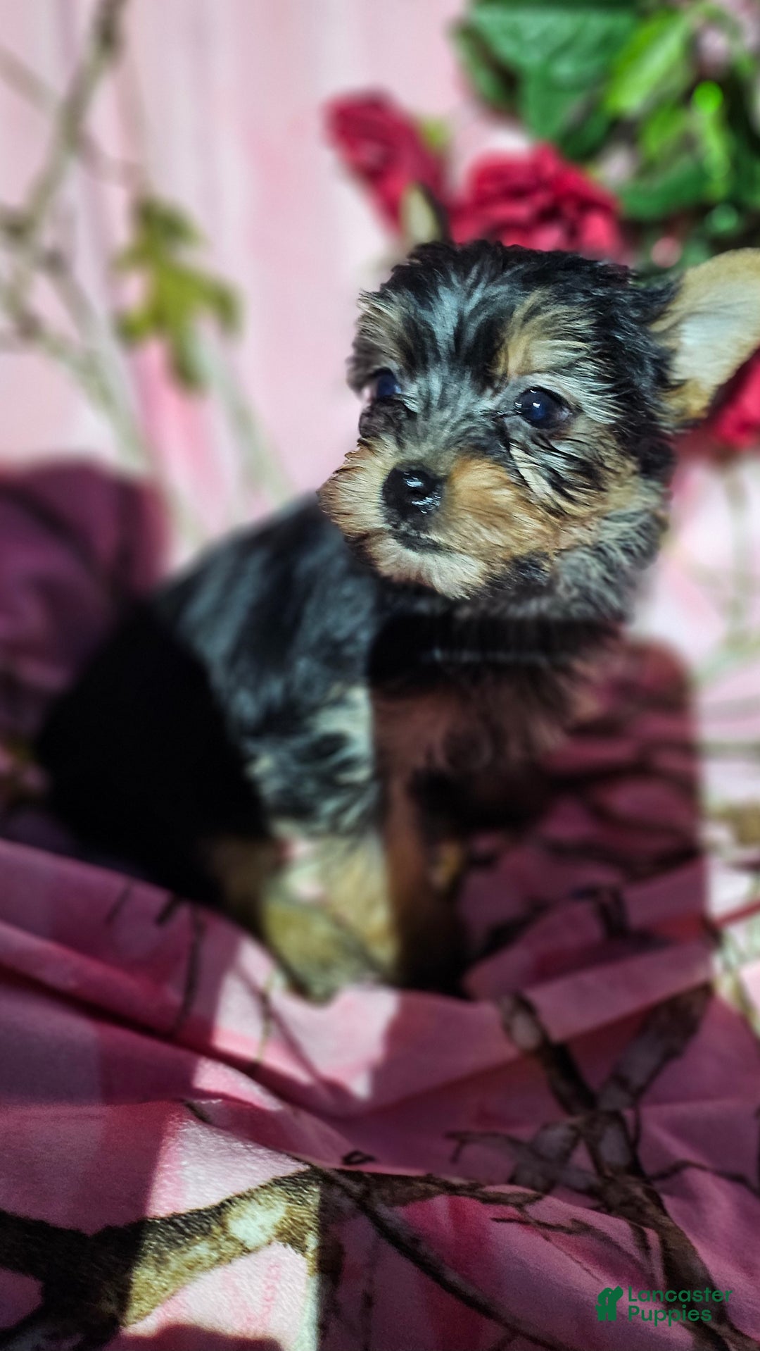 Morkie dogs for sale: TWILIGHT  - Ad 5