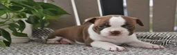 Boston Terrier dogs for sale: Penny - Ad 4
