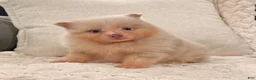 Pomeranian dogs for sale: Fluffy - Ad 2