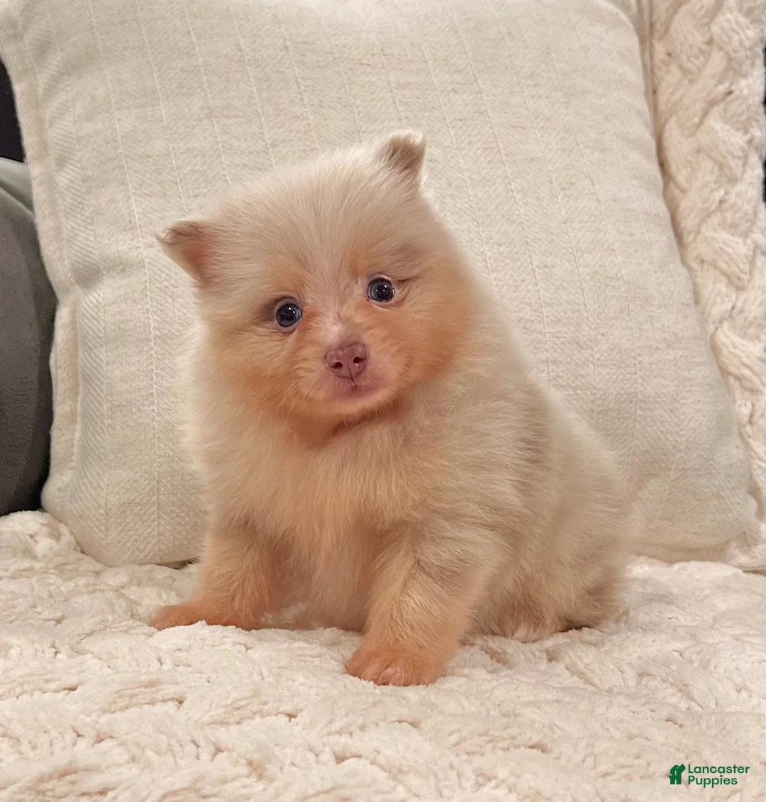 Pomeranian dogs for sale: Fluffy - Ad 2