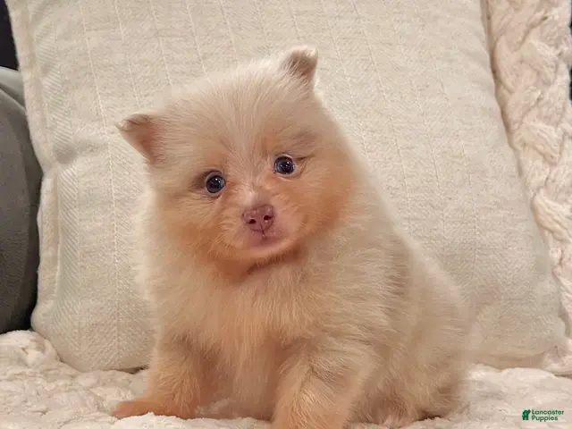 Pomeranian dogs for sale: Fluffy - Ad 2
