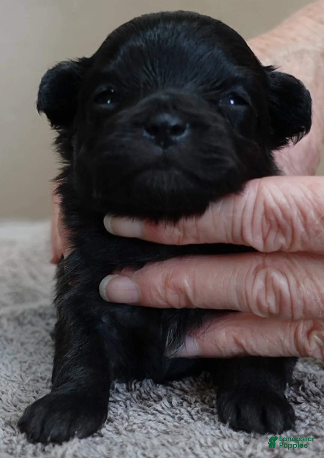 Maltipoo dogs for sale: Harlan - Ad 2