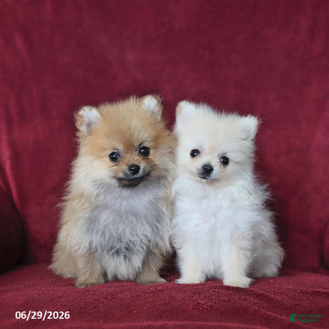 Pomeranian dogs for sale: Archie - Ad 6
