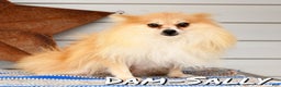 Pomeranian dogs for sale: Oscar - Ad 10