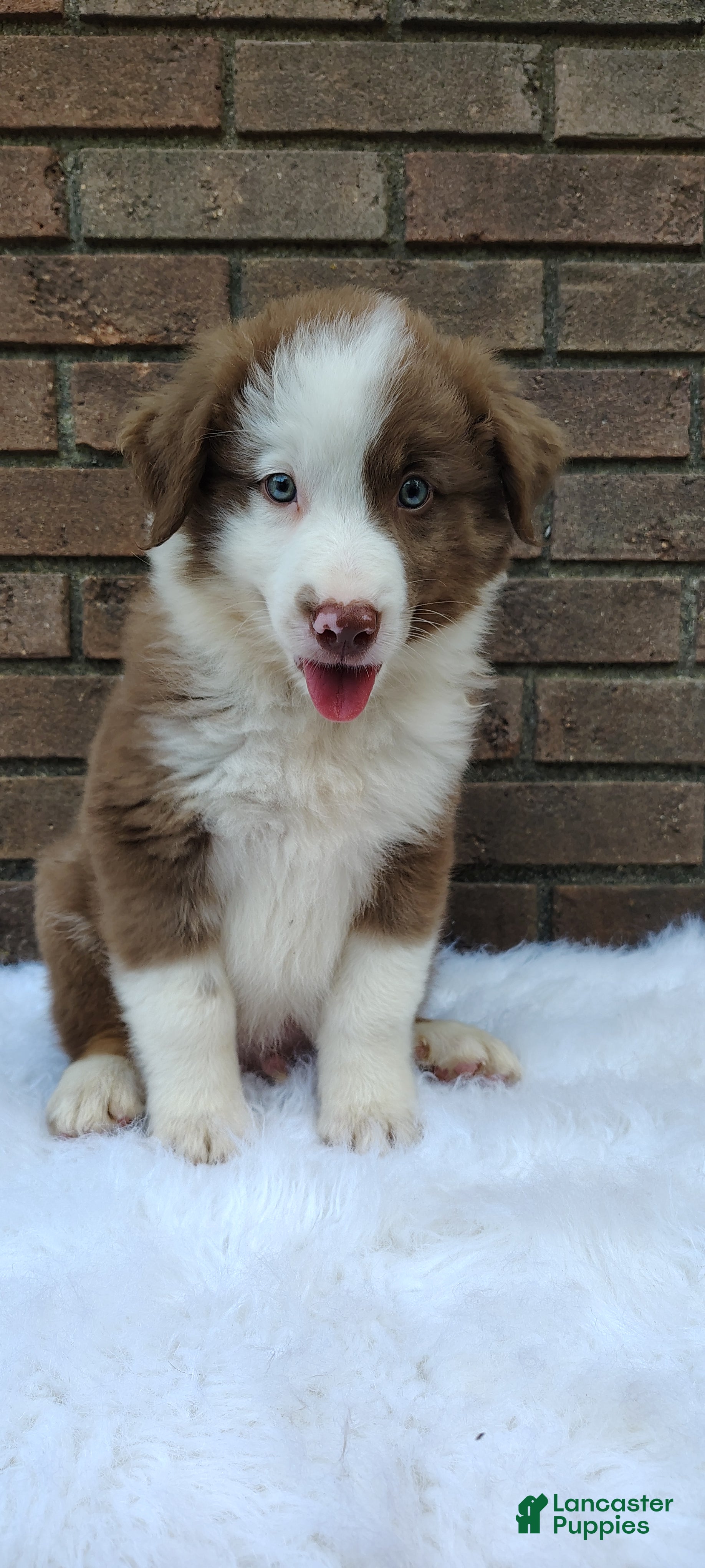 Australian Shepherd dogs Buddy - Ad 2