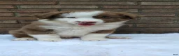 Australian Shepherd dogs for sale: Buddy - Ad 2